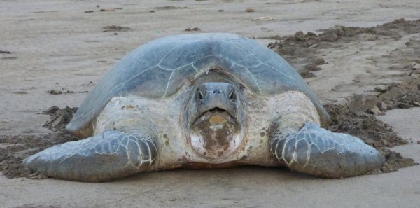 Comores tortues Itsamia