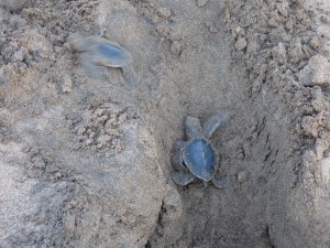 Bébés tortues comores