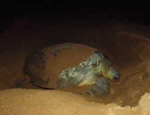 Ponte tortue Itsamia Comores
