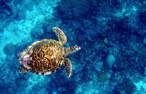 Tortue imbriquée comores